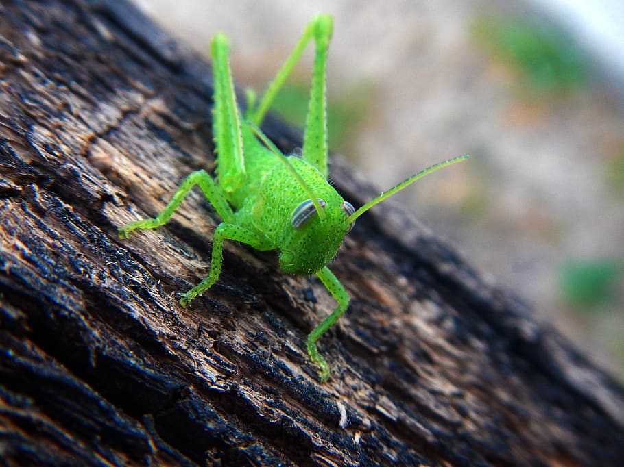 grasshopper, cricket, insect, green, nature, animals, insects, small, lobster, invertebrate
