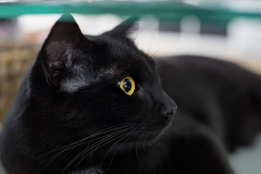 ショートコートの黒猫, 黒, 黒猫, 動物, ペット, 猫, みえず, 猫の目, 頭, 猫の顔