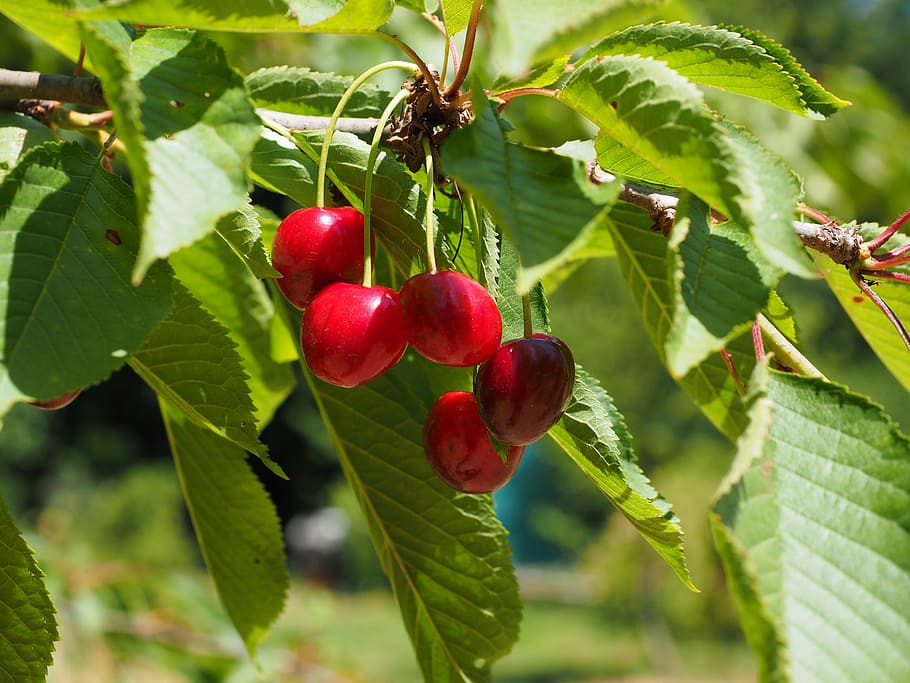 cerezas, frutas, rojo, maduro, cereza dulce, afrutado, cosecha de cerezas, bing, cereza, hojas