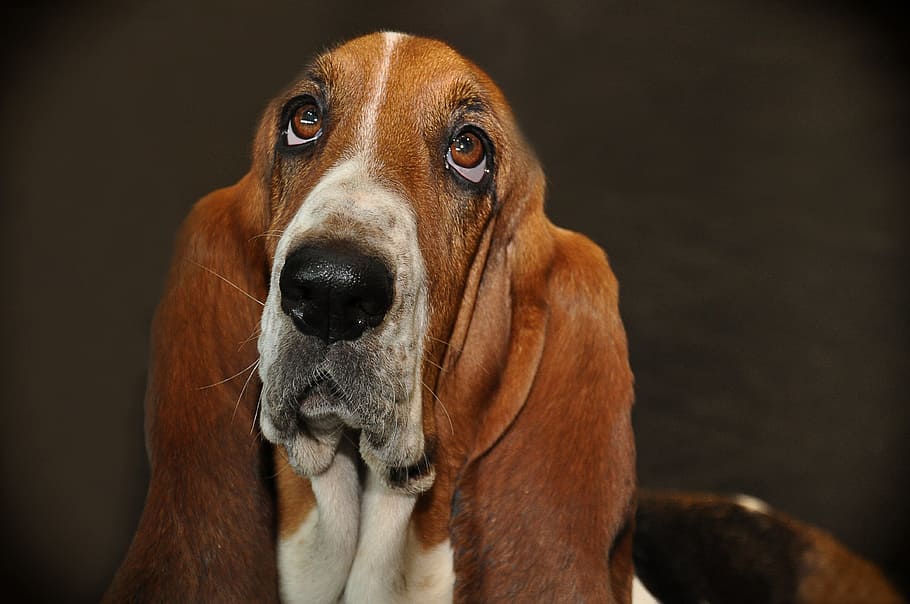 closeup, adult, tricolor, basset hound, dog, race, bassett, pet, animal, brown