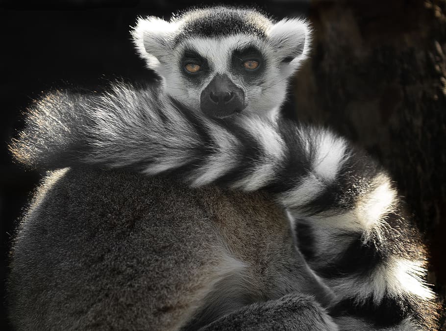 gray, black, meerkat, ring tailed lemur, black and white, cute, eyes, animal, lemur, ring