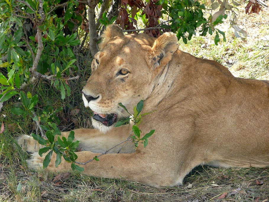león, leona, vida silvestre, salvaje, gato, grande, animal, naturaleza, depredador, áfrica