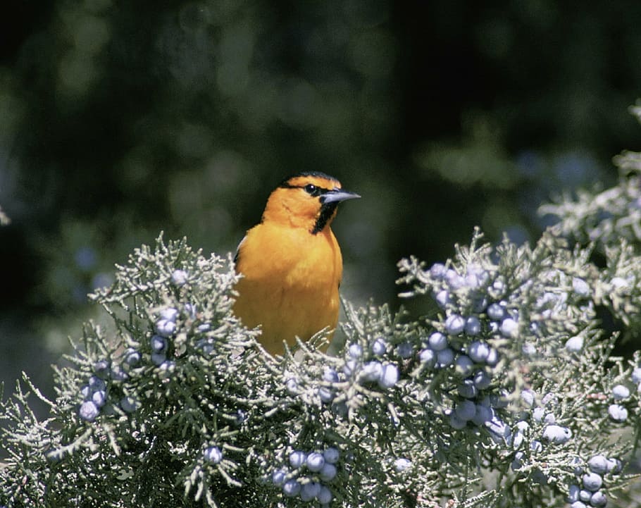 bullock's oriole, bird, perched, tree, bush, outdoors, wildlife, nature, songbird, colorful