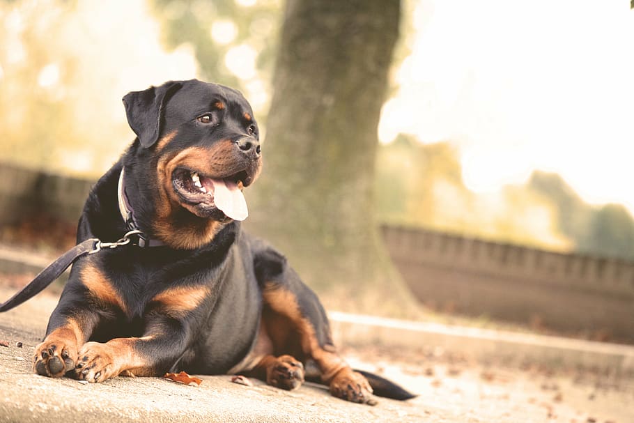 adult rottweiler, resting, concrete, pathway, rottweiler, dog, lying, gray, tree, daytime