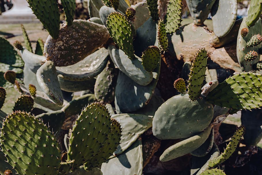 cactus, Italia, opuntia, napoli, plantas, Nápoles, color verde, planta suculenta, crecimiento, planta