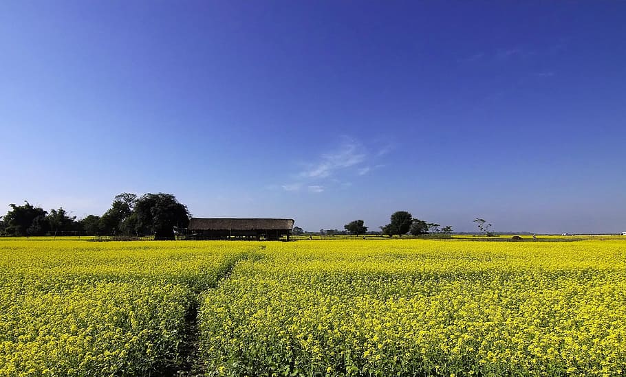 Mustard, Farming, Cultivation, Yellow, blue, landscape, agriculture, field, rural scene, farm