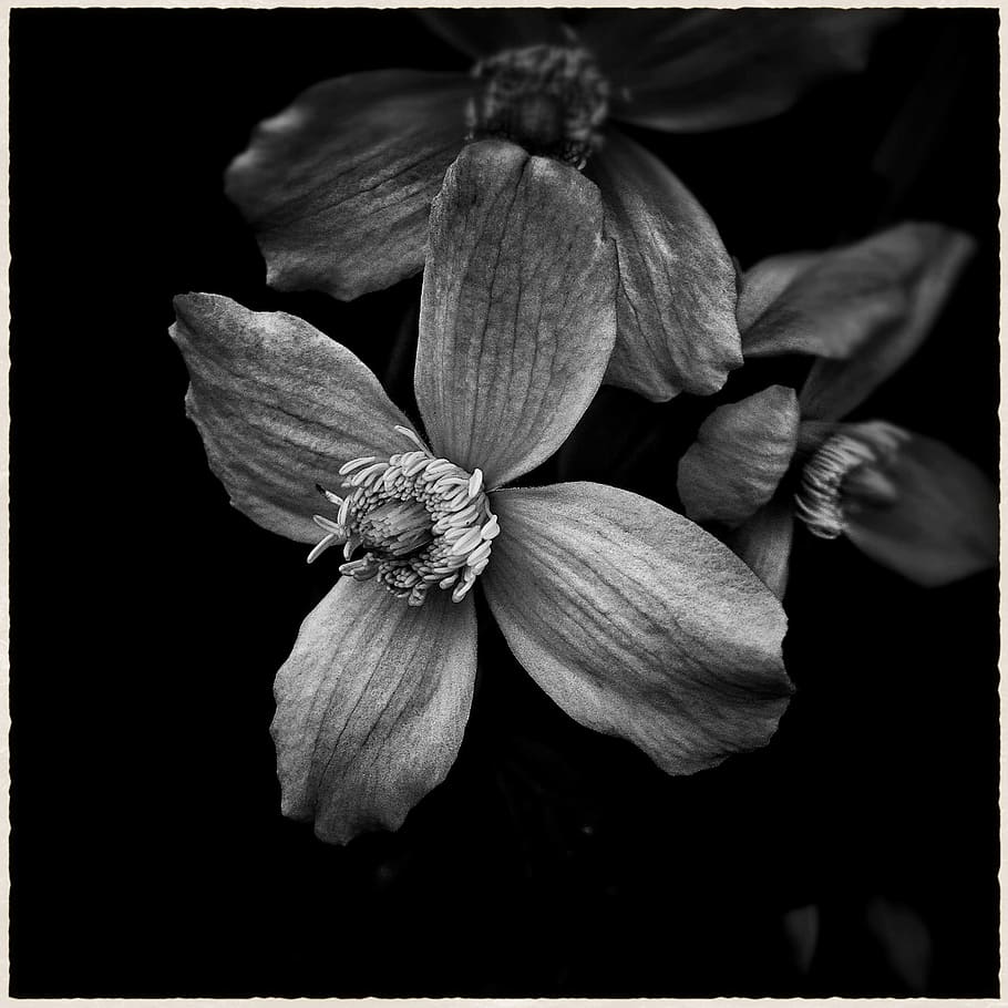 Foto en escala de grises, 4 pétalos, flor de 4 pétalos, escala de grises, foto, planta, hojas, naturaleza, hoja, floración