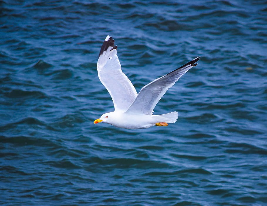 seagull, cantabria, spain, cantabrico, coast, nature, sea, europe, animals in the wild, flying