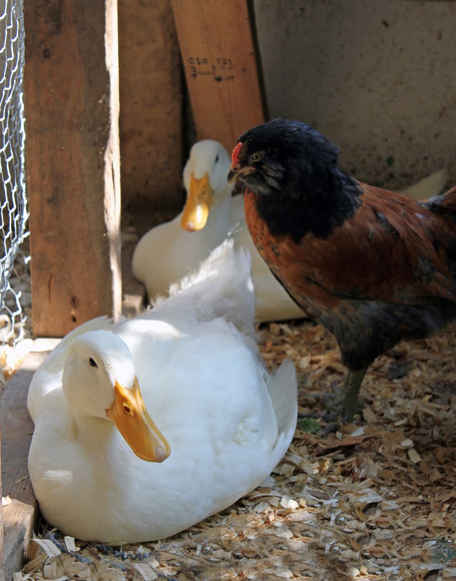 white, duck, chicken, pekin, feathers, farm, animal, indoor, pair, bird