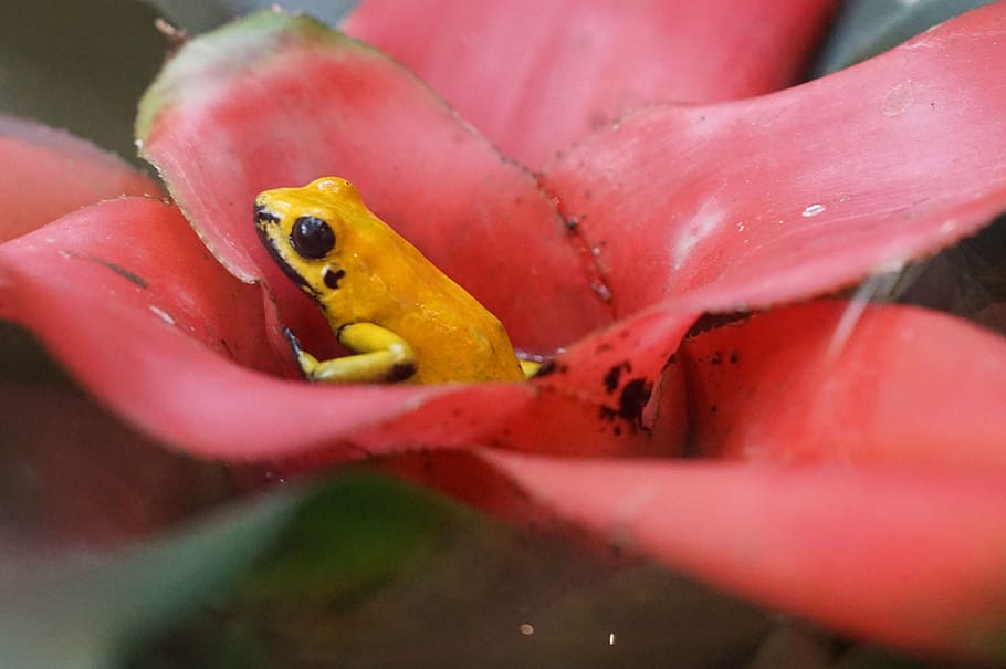 poison frog, small, rainforest, animal, animal themes, animal wildlife, close-up, one animal, yellow, selective focus