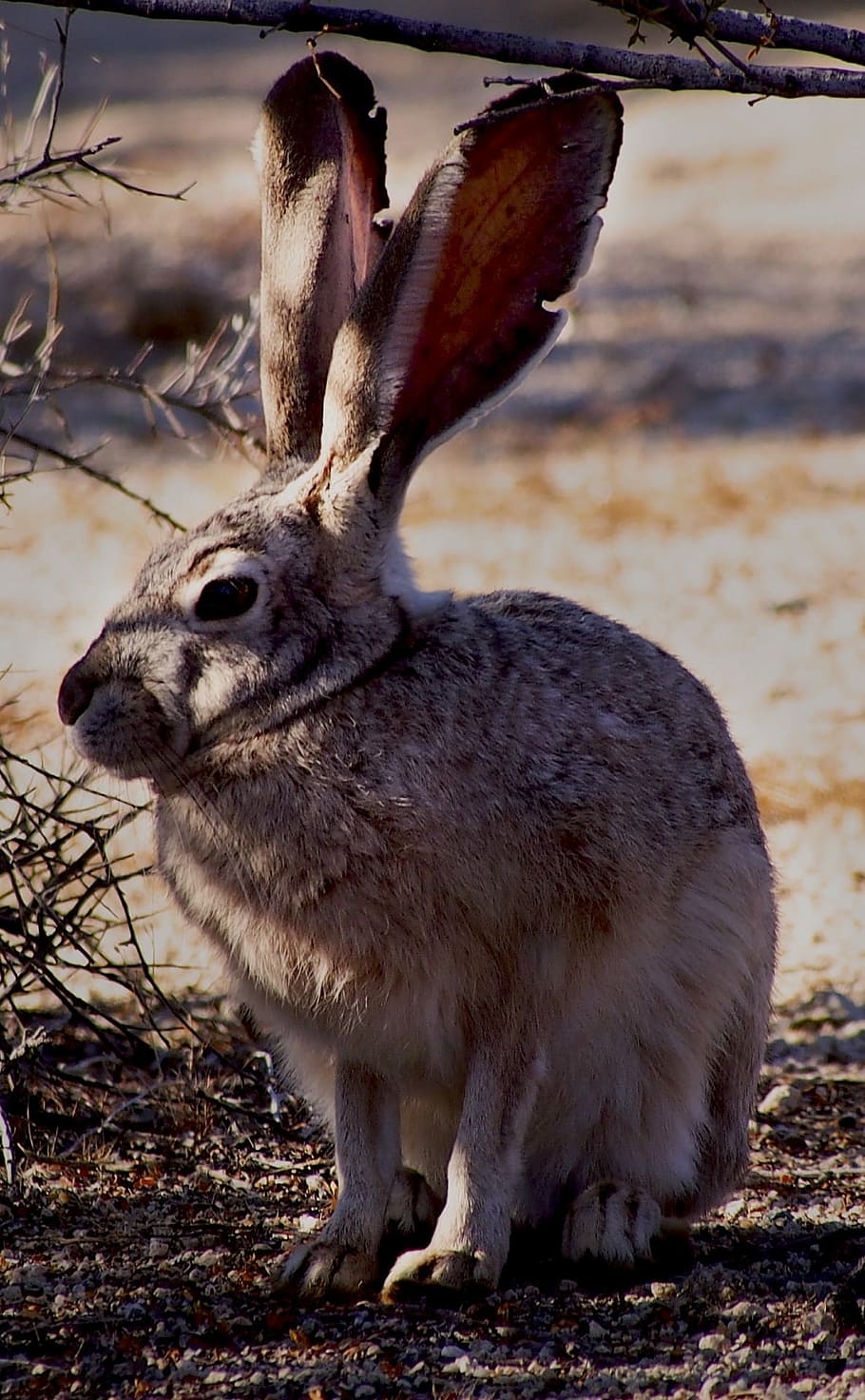 Black-Tailed Jackrabbit, Outdoors, bunny, wilderness, wildlife, american desert hare, nature, furry, floppy, portrait