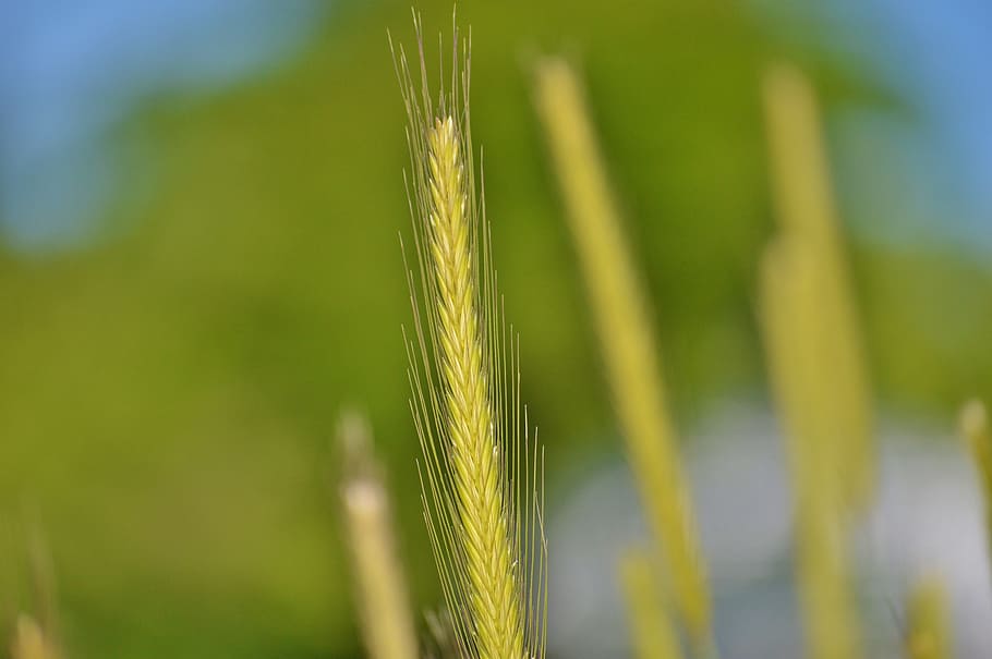 Barley, Cereals, Agriculture, Ear, Grain, plant, nourishing barley, food, nature, corn stalks