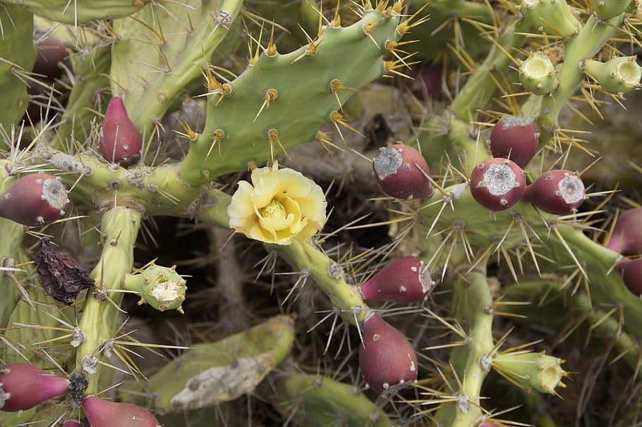 cactus, flor, flor de cactus, fruta de cactus, nopal, estructura, textura, patrón, fondo, tenerife