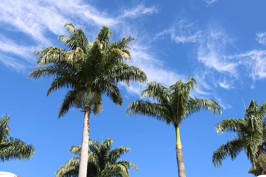 nature, coconut tree, brazil, sky, tree, palm tree, tropical climate, plant, low angle view, blue