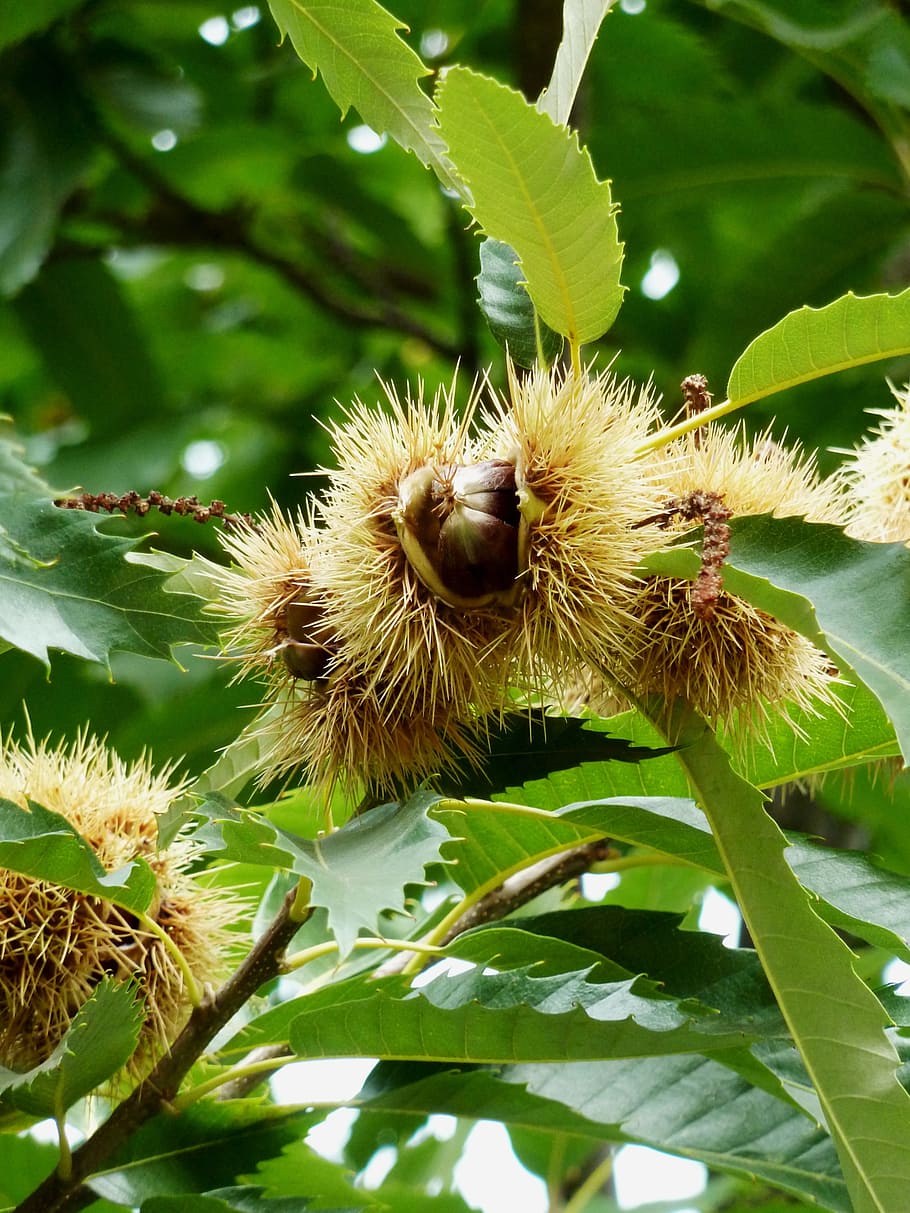 chestnut, fruit, maroni, autumn decoration, nutrition, spur, food, specialty, brown, prickly