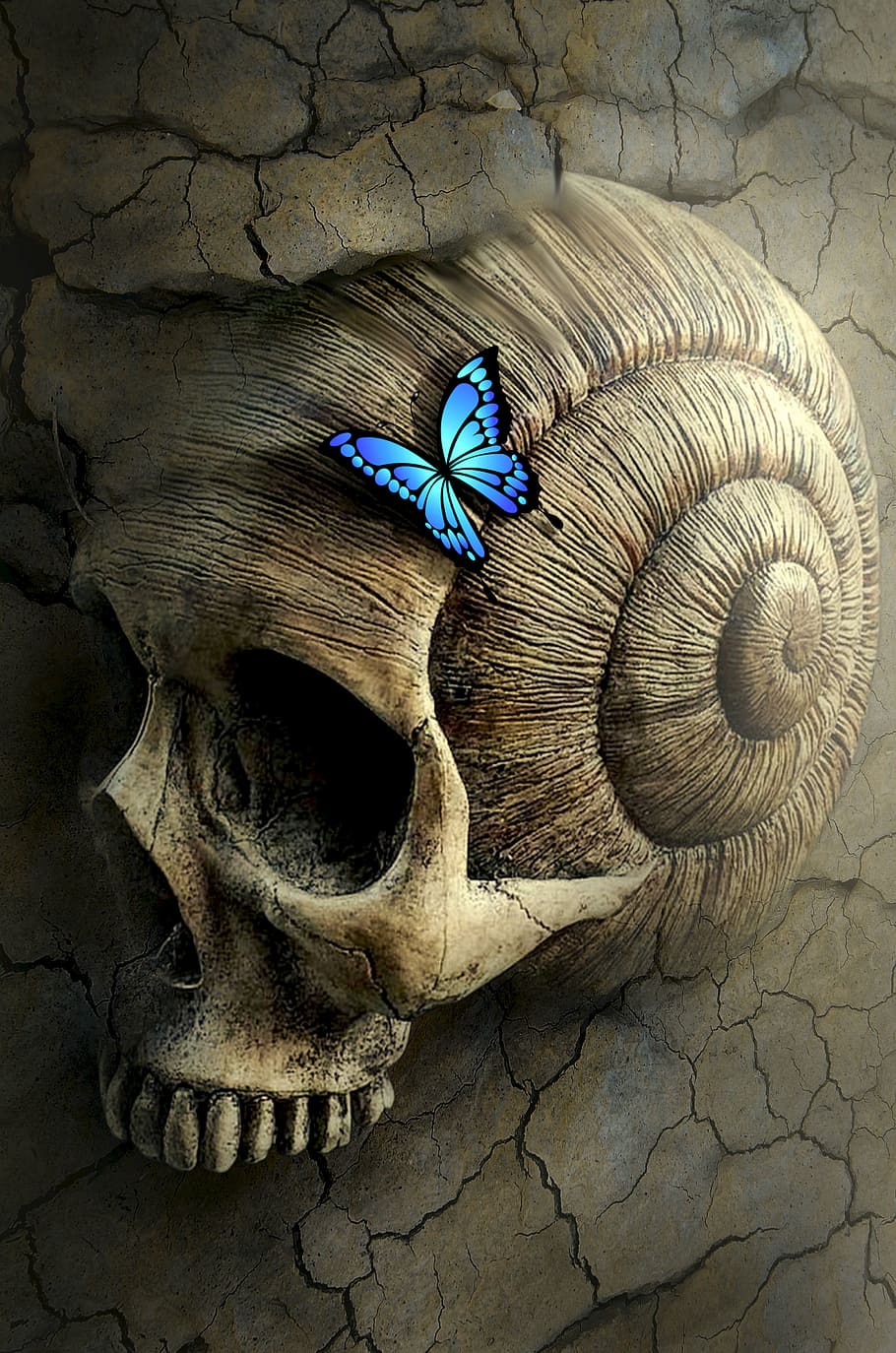 ulysses butterfly, human, seashell skull, digital, wallpaper, fantasy, book cover, skull and crossbones, snail, butterfly