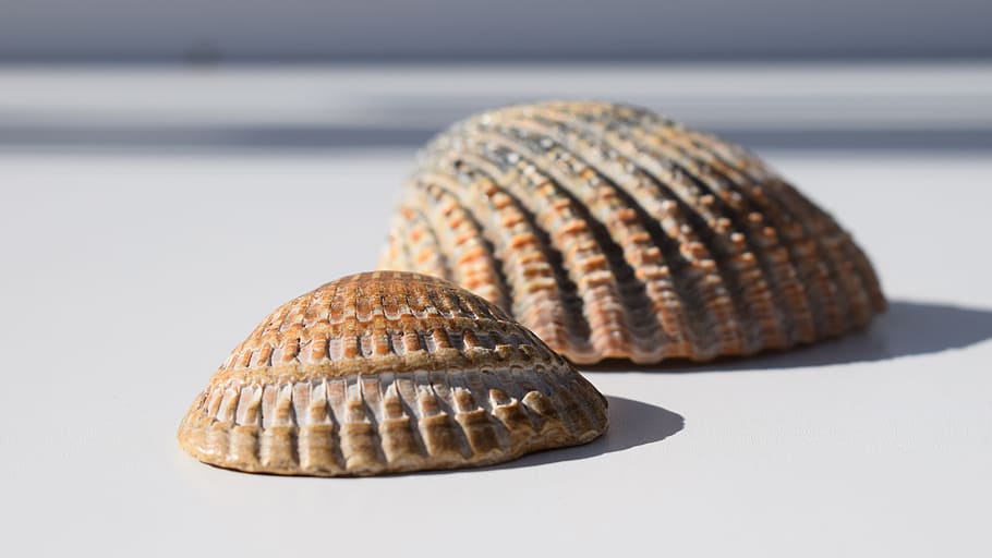 Человек ракушка. Ракушка Коди. Коди Ракушка z. Фото ракушки золотое Руно. Susan hay Fossil shellfish Beach фото.