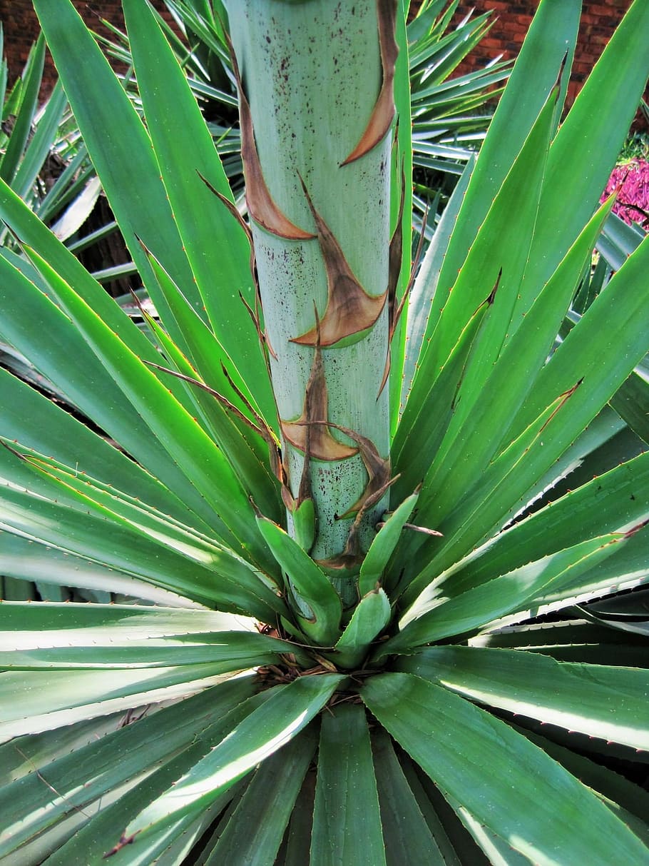 plant, base, leaves, thick, spiky, stem, sisal, nature, leaf, palm Tree