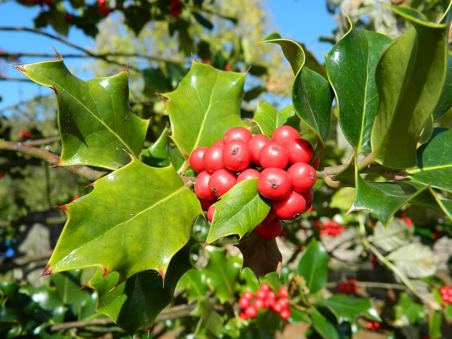 Holly, belukar, pohon, waktu Natal, leynes, Perancis, saone-et-loire, burgundy, alam, buah merah
