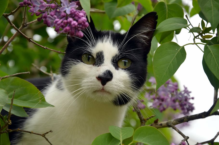 tuxedo cat, surrounded, leaves, cat, black, cat face, black and white, animals, pets, outdoor