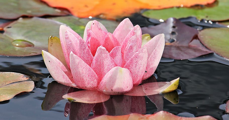 pink, water lily flower, body, water lily, nuphar lutea, aquatic plant, blossom, bloom, pond, nature