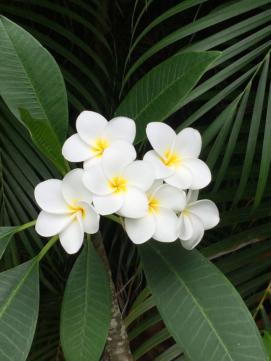 plumeria, hawaii, flower, blooming, tropical, floral, petal, hawaiian, bloom, plant