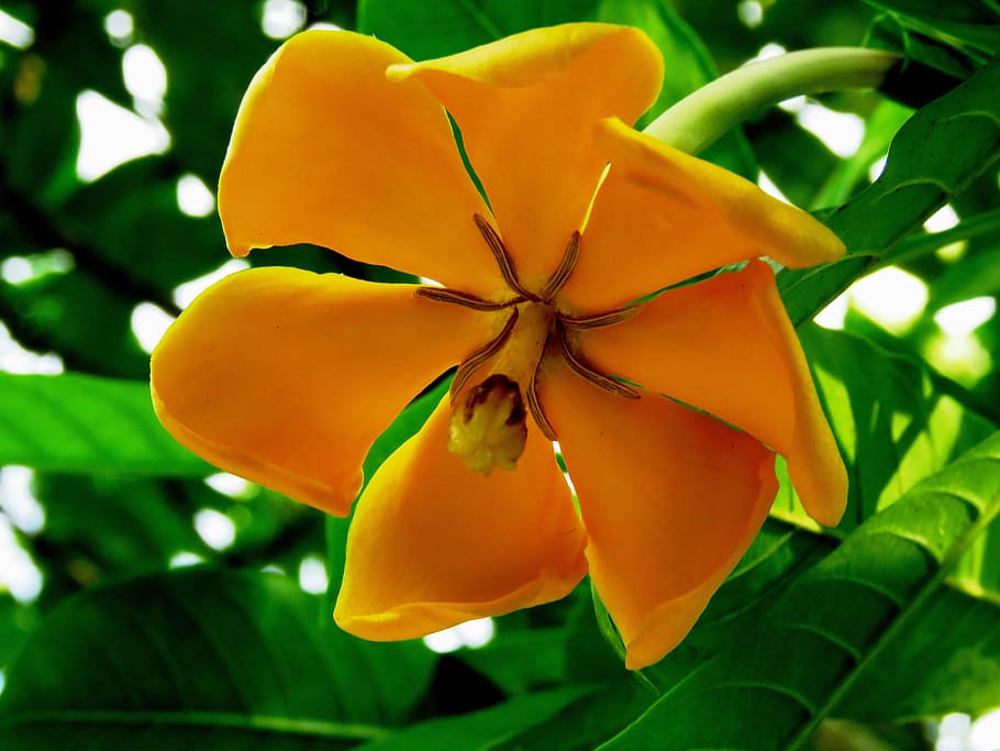 naranja, flor de magnolia, primer plano, fotografía, amarillo, flor,  fresco, planta, Fruta, comida | Pxfuel