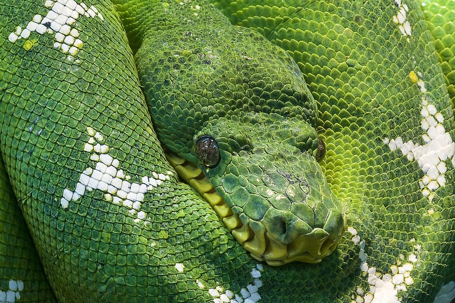 closeup, foto, hijau, putih, ular, ular sanca, hewan, skala, makhluk, serpentes