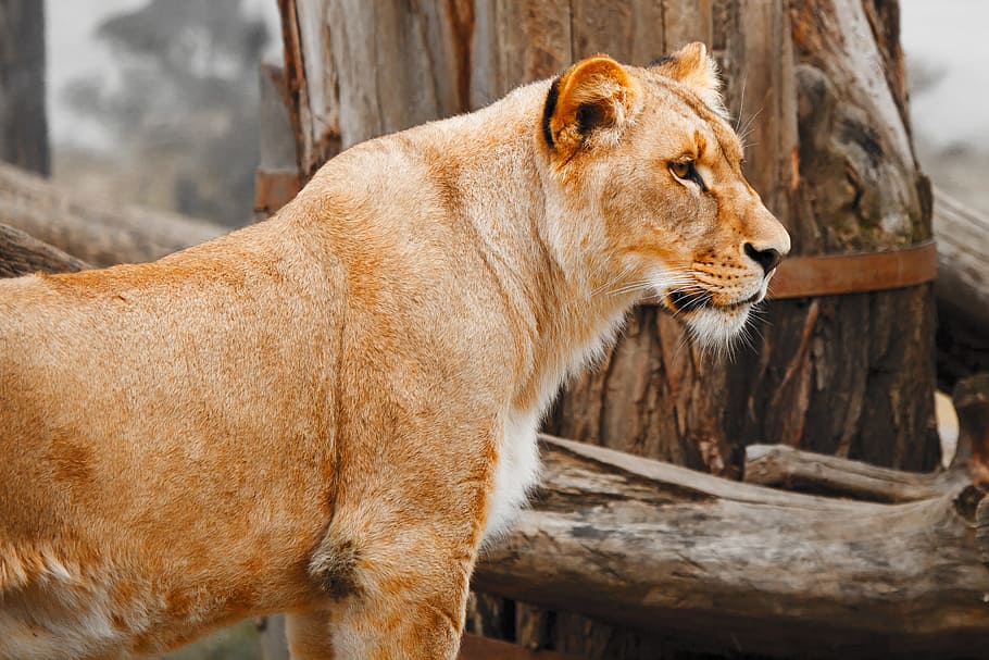 雌ライオン, 立っている, 木, アフリカ, 動物, 肉食動物, 猫, 大きな, 顔, 毛皮