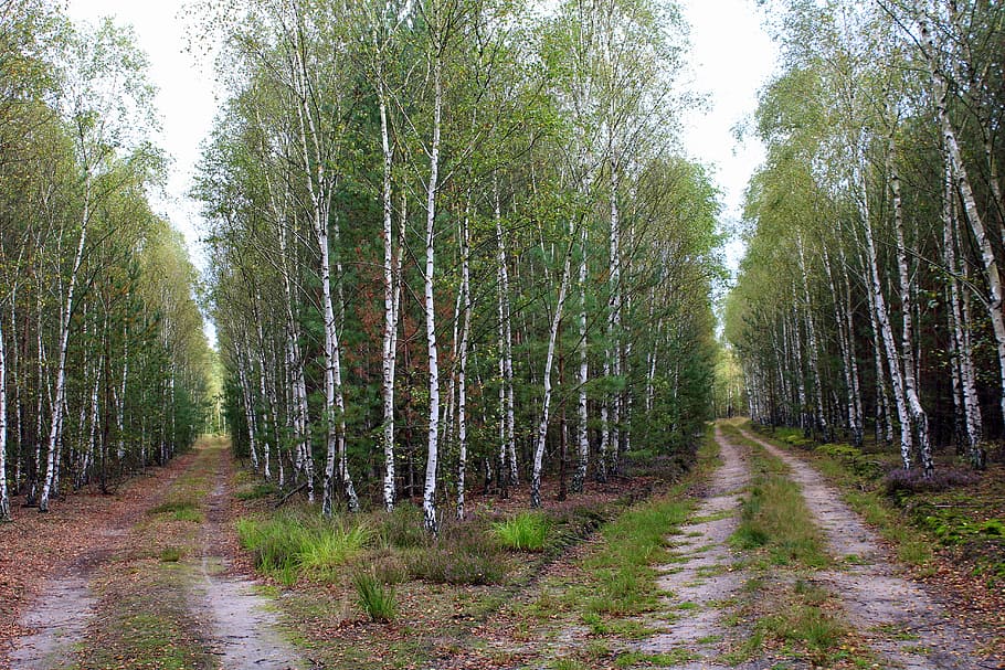 forest, birch, birch forest, forest road, tree, the path, spacer, plant, scenery, green