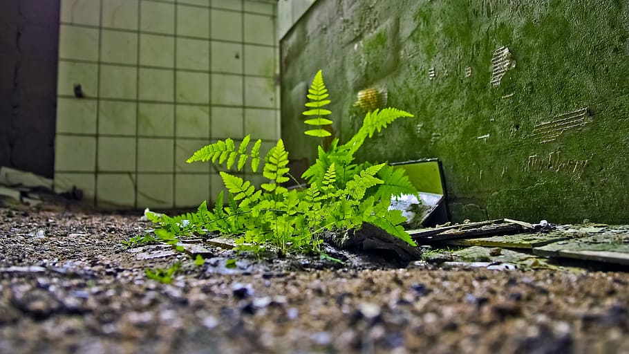 close-up photo, green, fern plant, brown, soil, lost places, fern, fouling, nature, old