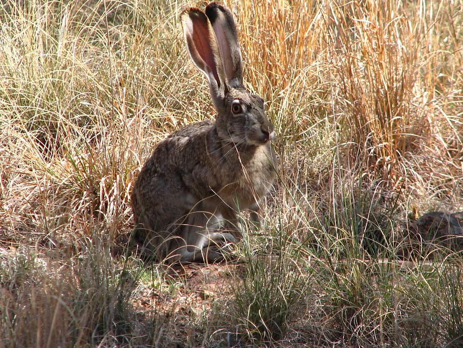brown, rabbit, bushes, black-tailed jackrabbit, bunny, hare, wildlife, nature, cute, furry