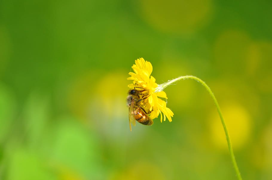 bee, flower, daisy, nature, plant, aqil, garden, spring, invertebrate, animal themes