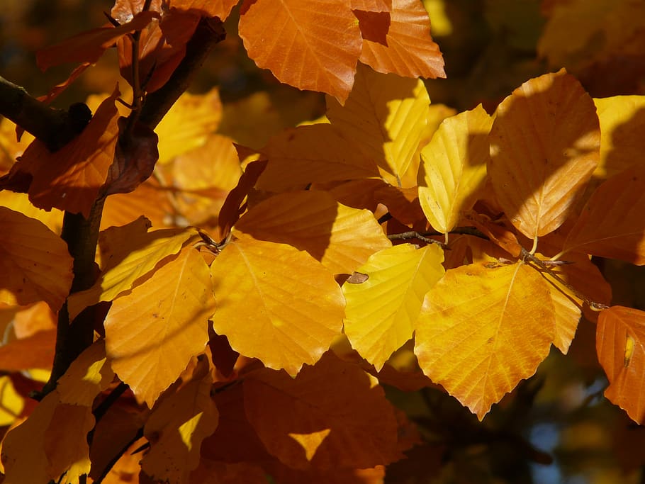 haya, fagus sylvatica, fagus, árbol de hoja caduca, otoño dorado, octubre dorado, otoño, octubre, bosque, hojas