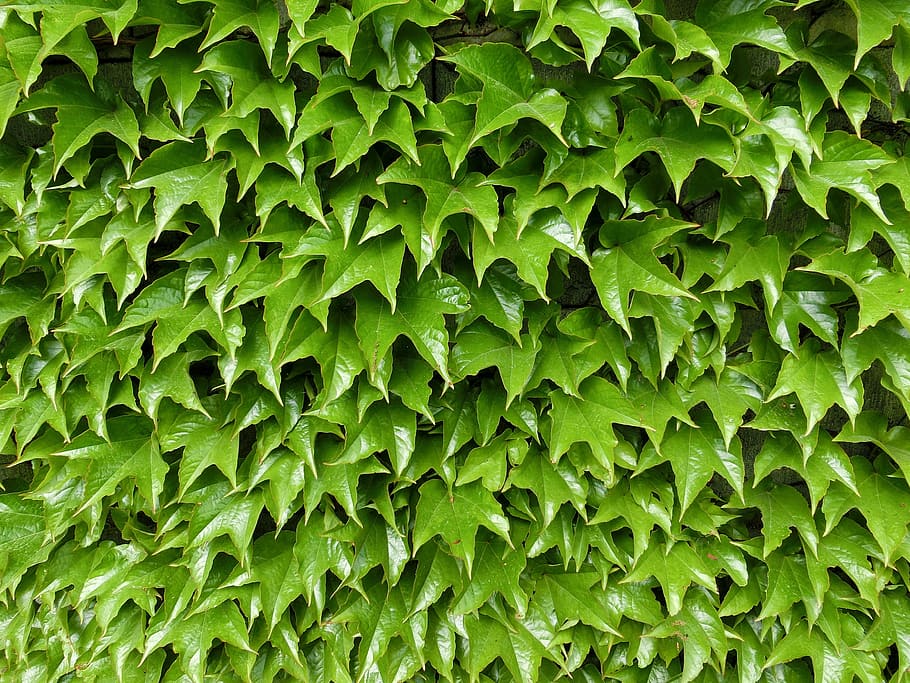 ivy, ranke, climber, green, nature, background, green plant, green color, full frame, growth