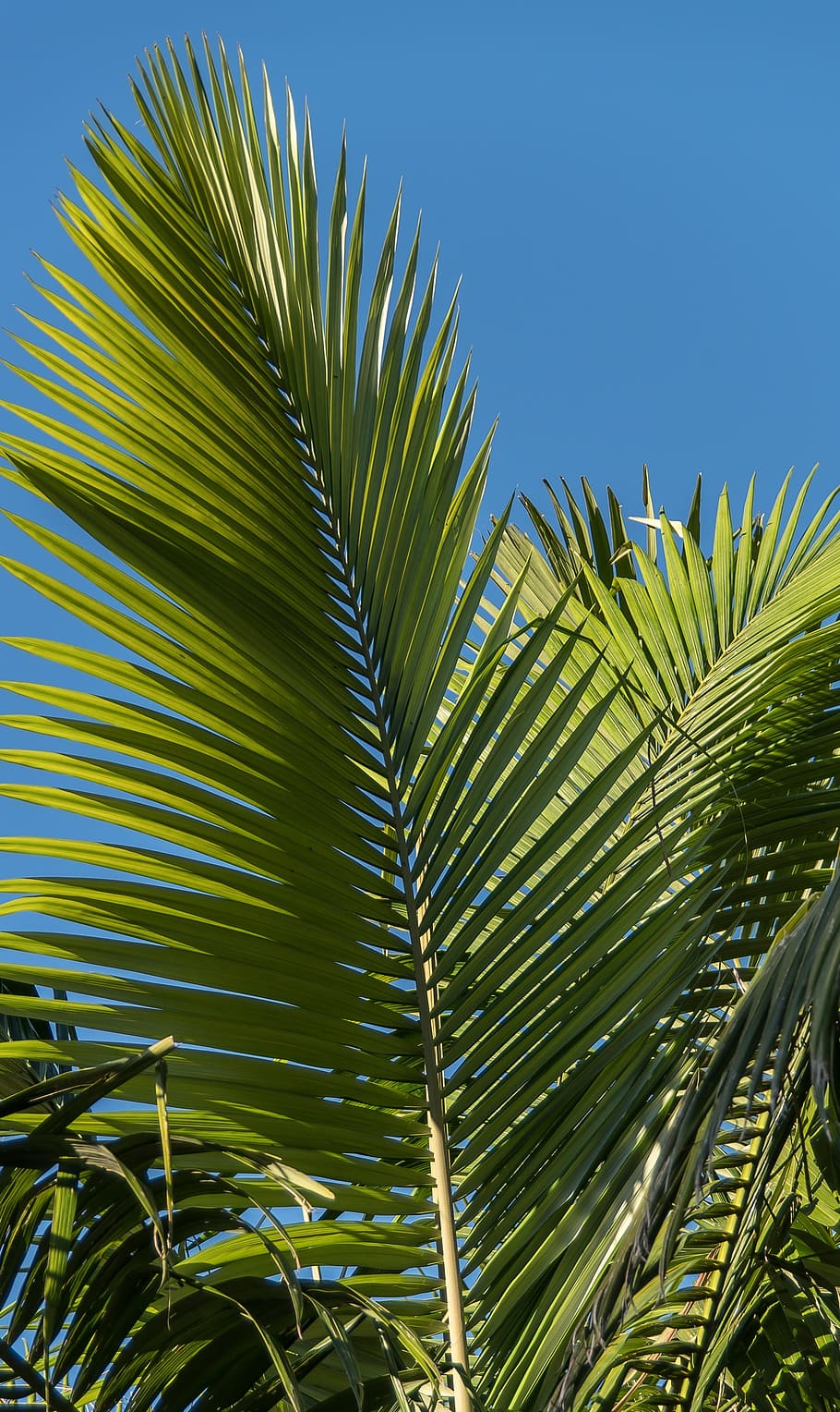 пальма, бангал, ветвь, тропический лес, лес, австралия, квинсленд, зеленый, родной, субтропический