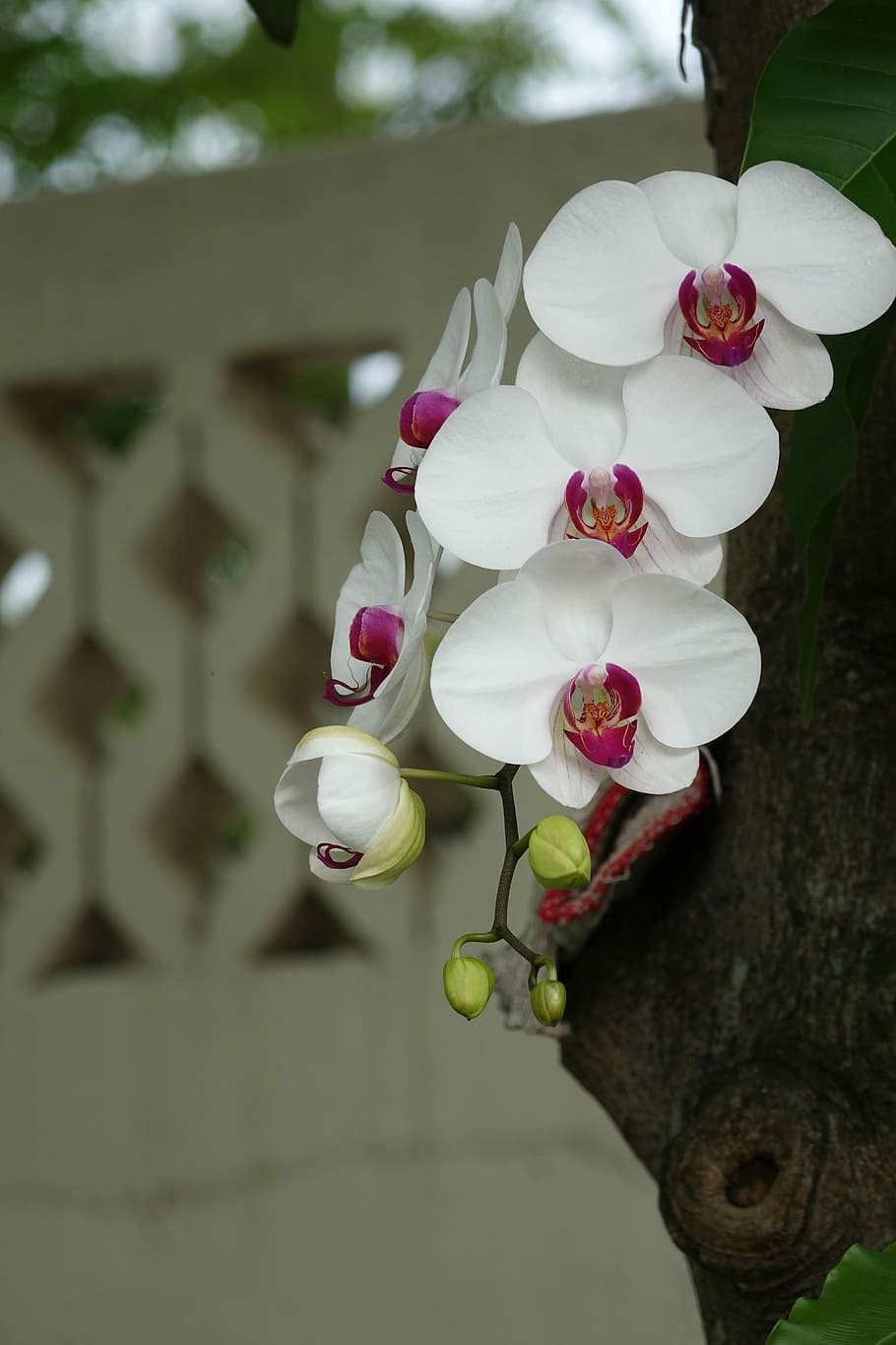 Orquídea, flor, flor branca, pétalas brancas, centro rosa, flora, rosa - flor, ninguém, close-up, dia
