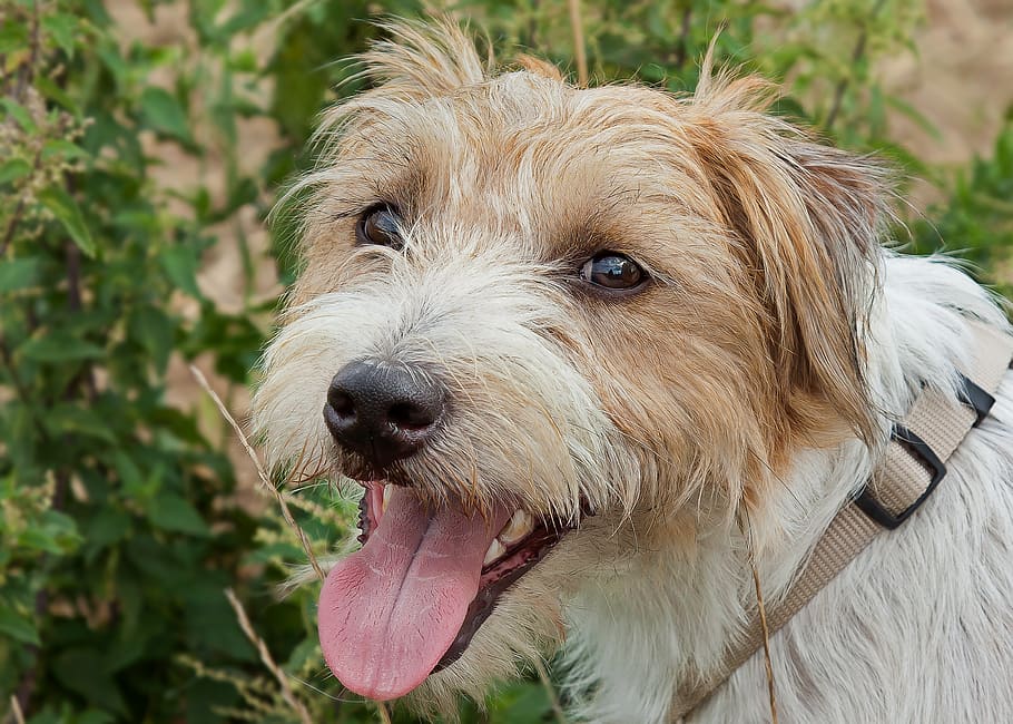 parson jack russel, cão, terrier, doce, vista, animal de estimação, bonitinho, focinho, encantador, engraçado