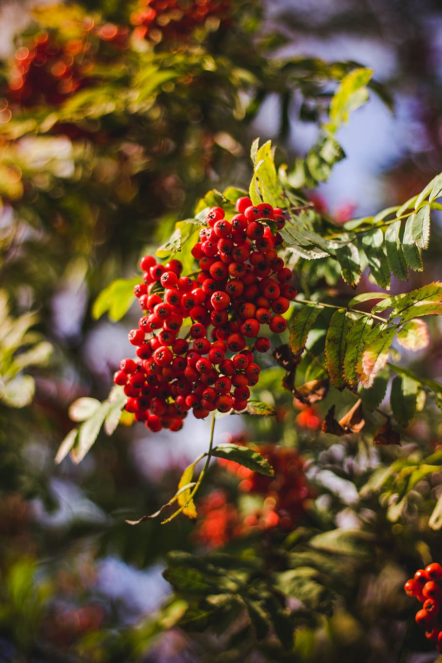 red, fruit, green, leaf, plant, outdoor, nature, blur, bokeh, tree