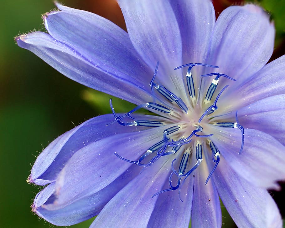 ungu, bunga petaled, closeup, fotografi, bunga, bunga liar, biru, sawi putih, mekar, alam