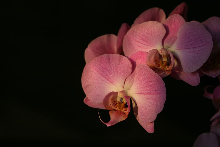 orchid, pink, pink flower, flower orchid, flower, flowering plant, petal, vulnerability, inflorescence, fragility