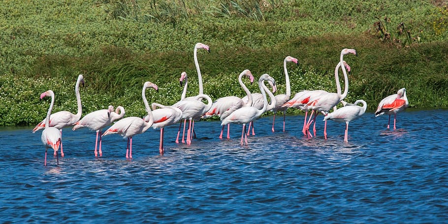 greater flamingos, wading, blue water, pink, reflections, green vegetation, birds, avian, nature, wildlife
