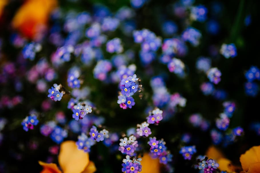 ungu, bunga, mekar, luar ruangan, alam, taman, bidang, kabur, tanaman berbunga, menanam