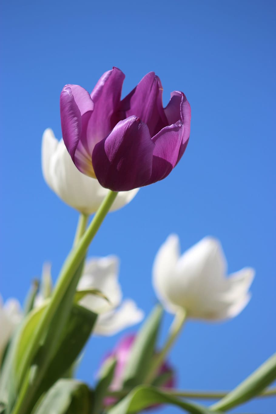 セレクティブ, フォーカス写真, 紫, 白, チューリップの花, チューリップ, 花, 多年生植物, オランダ, 春