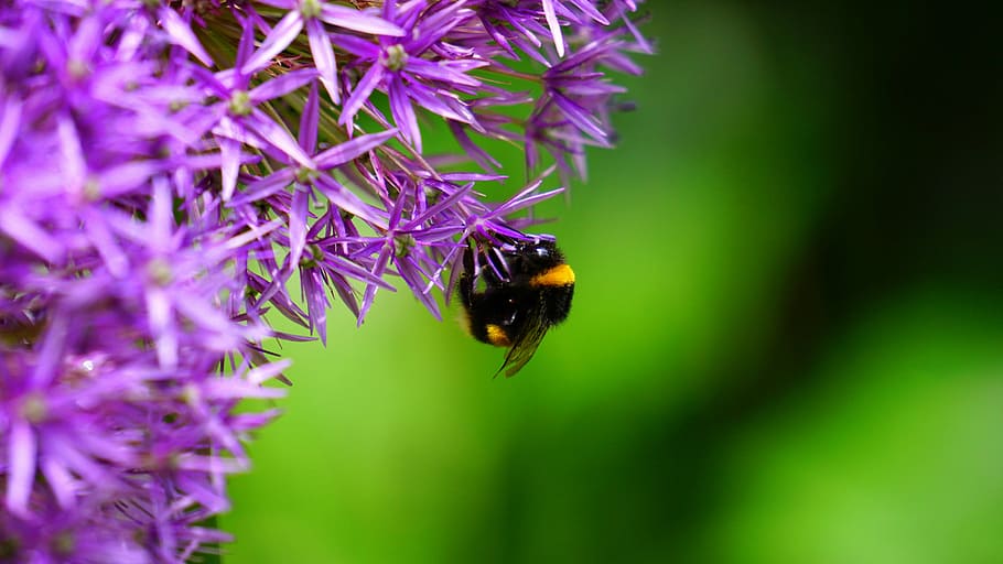 mikro, fotografi, bumble, lebah bertengger, bunga, alam, closeup, makro, lebah, ungu