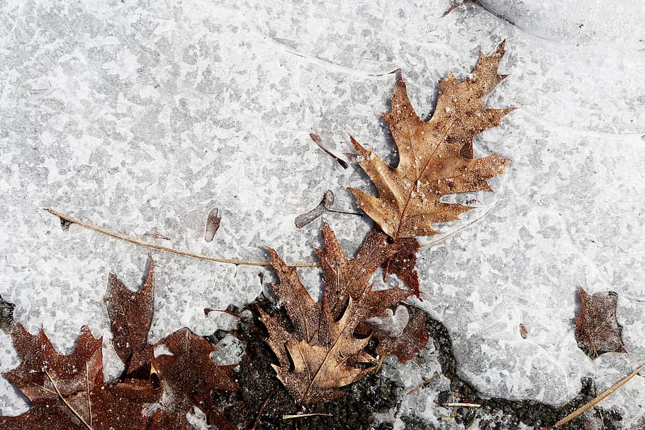 ice, snow, ground, leaves, winter, frozen, nature, cold temperature, leaf, plant part