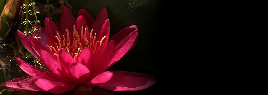 розовый цветок лотоса, водяная лилия, нуфар желтая, водное растение, цвести, цветение, пруд, природа, цветок, садовый пруд