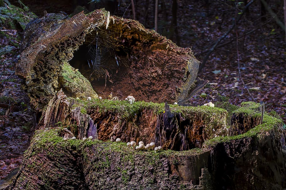 brown, wood slab, moss, modern, log, tree trunk, storm wood, mushroom, umbrinum, bovist