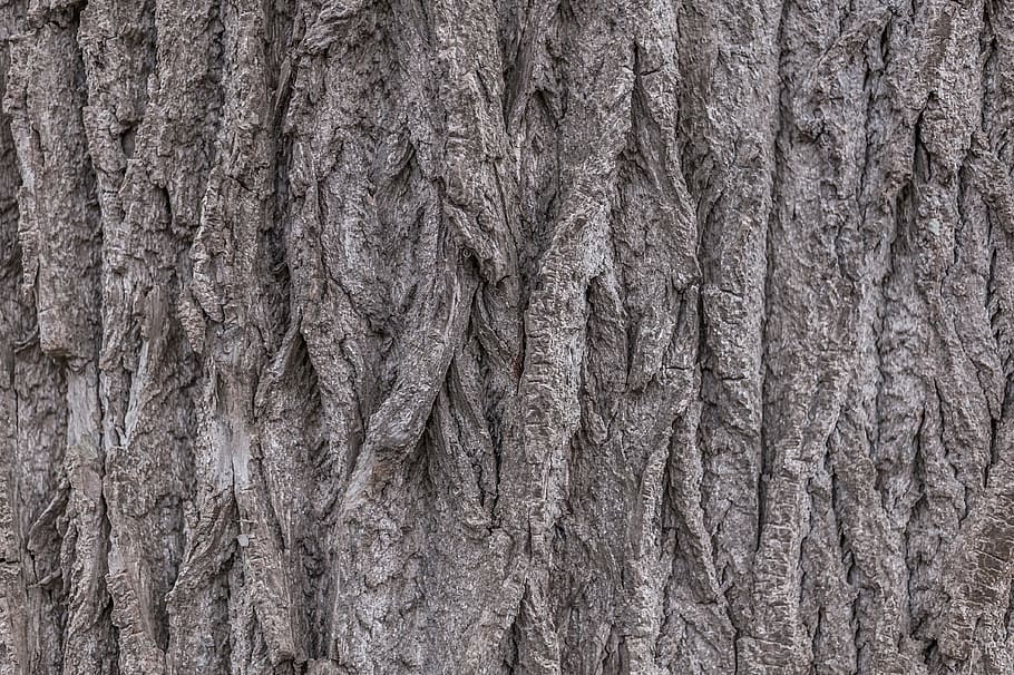 tree, tree bark, nature, close, bark, full frame, backgrounds, textured, pattern, close-up