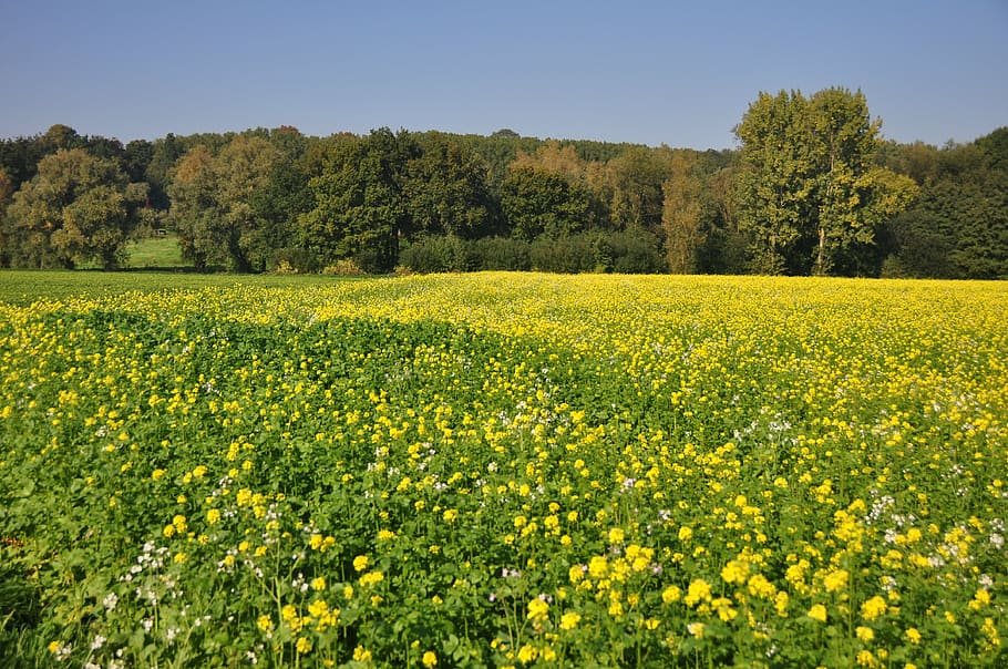 flemish ardennes, flanders, belgium, west-flanders, landscape, plant, flower, yellow, beauty in nature, field